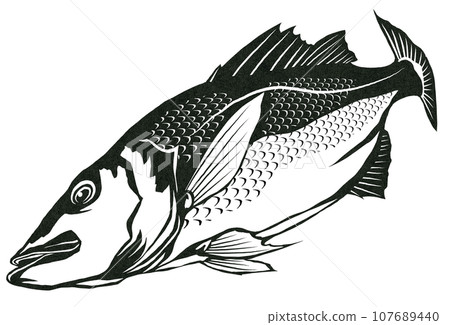 Black and white illustration of sea bass Black and white illustration of sea bass 107689440