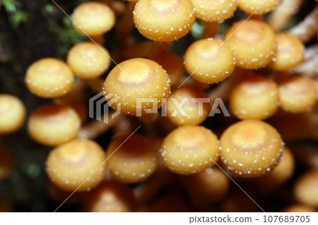 像mamabouro一樣成群生長的千本一目蘑菇（使用微距鏡頭、閃光燈+自然光、特寫照片） 107689705