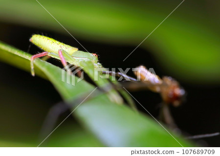 A bright green spider that preys on spiders of the same species (macro lens, natural light, close-up photo) A bright green spider that preys on spiders of the same species (macro lens, natural light, close-up photo) 107689709