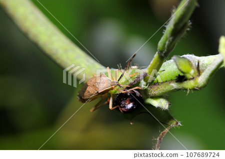 An adult of the white-bellied stink bug clinging to a Formosan kudzu ivy (macro lens used, outdoor natural light, close-up photo) An adult of the white-bellied stink bug clinging to a Formosan kudzu ivy (macro lens used, outdoor natural light, close-up photo) 107689724