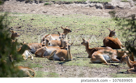 Cobe lechwe, species of antelope Cobe lechwe, species of antelope 107689905