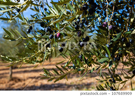 Ripe black olives on tree branches Ripe black olives on tree branches 107689909
