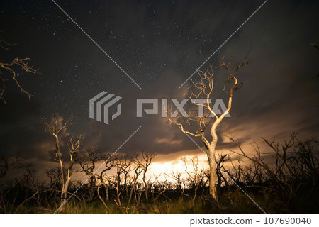 Burning trees photographed at night with a starry sky, La Pampa province, Patagonia , Argentina. Burning trees photographed at night with a starry sky, La Pampa province, Patagonia , Argentina. 107690040