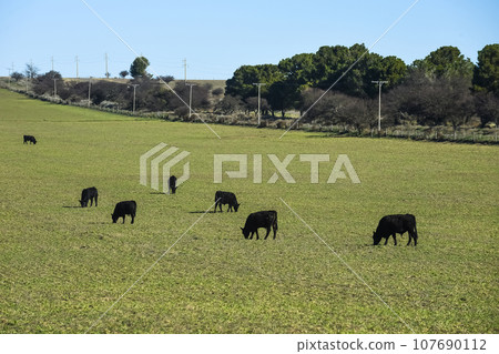 Cattle raising with natural pastures in Pampas countryside, La Pampa Province,Patagonia, Argentina. Cattle raising with natural pastures in Pampas countryside, La Pampa Province,Patagonia, Argentina. 107690112