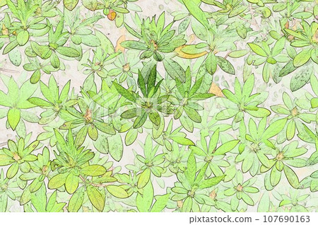 Azalea leaf illustration Azalea leaf illustration 107690163