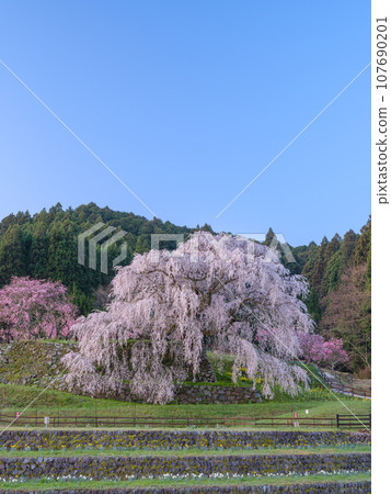 Nara_ Spectacular scenery of Matabei cherry blossoms shining in the morning sun 107690201