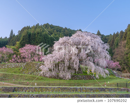 Nara_ Spectacular scenery of Matabei cherry blossoms shining in the morning sun Nara_ Spectacular scenery of Matabei cherry blossoms shining in the morning sun 107690202