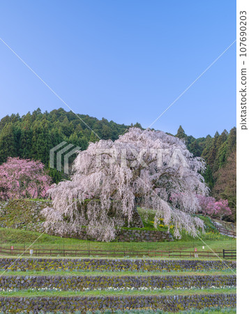 Nara_ Spectacular scenery of Matabei cherry blossoms shining in the morning sun 107690203