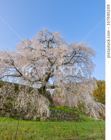 Nara_ Spectacular scenery of Matabei cherry blossoms shining in the morning sun Nara_ Spectacular scenery of Matabei cherry blossoms shining in the morning sun 107690209