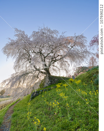 Nara_ Spectacular scenery of Matabei cherry blossoms shining in the morning sun 107690212
