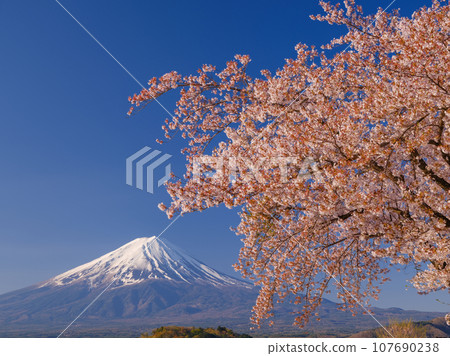 櫻花和富士山盛開_象徵著日本的絕美景色 107690238