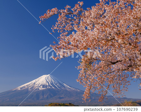 櫻花和富士山盛開_象徵著日本的絕美景色 櫻花和富士山盛開_象徵著日本的絕美景色 107690239