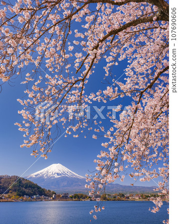 Sakura and Mt. Fuji in full bloom _ A superb view that symbolizes Japan Sakura and Mt. Fuji in full bloom _ A superb view that symbolizes Japan 107690606
