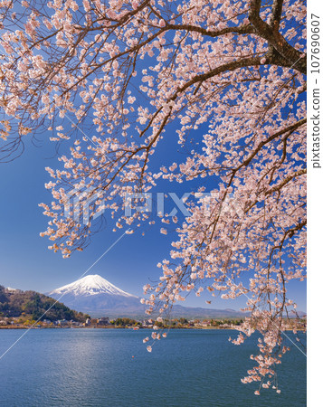 Sakura and Mt. Fuji in full bloom _ A superb view that symbolizes Japan 107690607