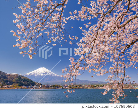 櫻花和富士山盛開_象徵著日本的絕美景色 櫻花和富士山盛開_象徵著日本的絕美景色 107690608