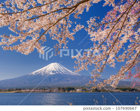 Sakura and Mt. Fuji in full bloom _ A superb view that symbolizes Japan Sakura and Mt. Fuji in full bloom _ A superb view that symbolizes Japan 107690667