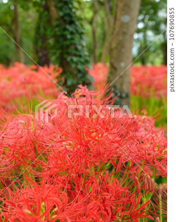 Image of spider lily blooming in full bloom (manjushaka) Image of spider lily blooming in full bloom (manjushaka) 107690855