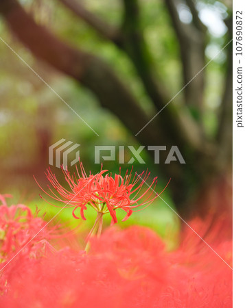 Image of spider lily blooming in full bloom (manjushaka) Image of spider lily blooming in full bloom (manjushaka) 107690872