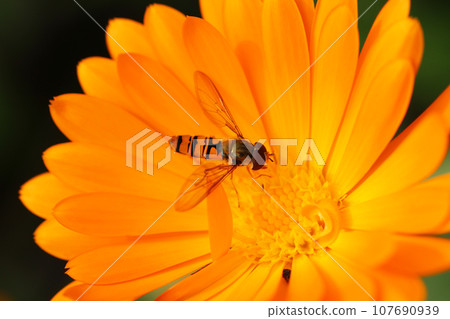 Orange pot marigold flower in close up with hoverfly Orange pot marigold flower in close up with hoverfly 107690939