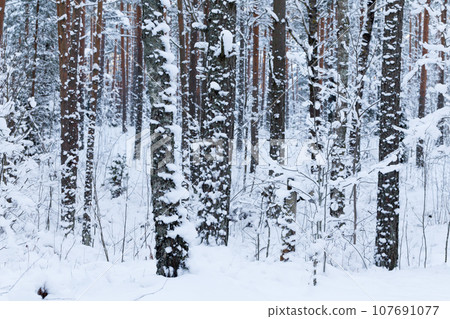 Winter forest 107691077