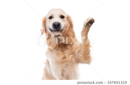 Golden retriever dog giving paw sideways 107691329