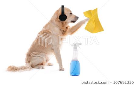 Golden retriever dog in headphones during cleaning 107691330