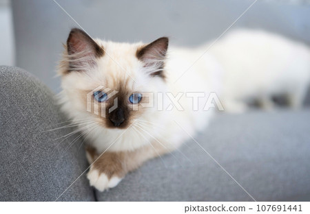 Ragdoll cat outdoors 107691441