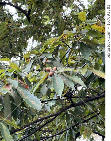 樹上的橡子 107691583