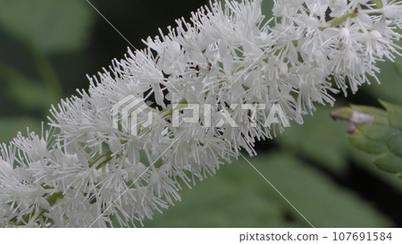 Sarashina Shuma Flower 107691584