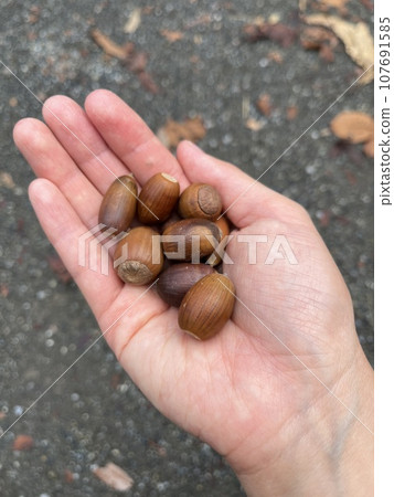 拿著橡子的手 107691585