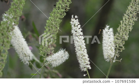 Sarashina Shuma Flower 107691586