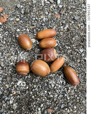 橡子倒在了地上 107691587