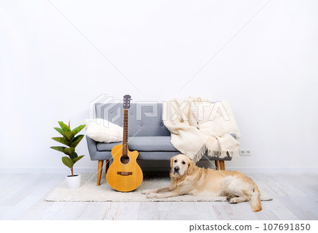 Dog lying near sofa in light room 107691850