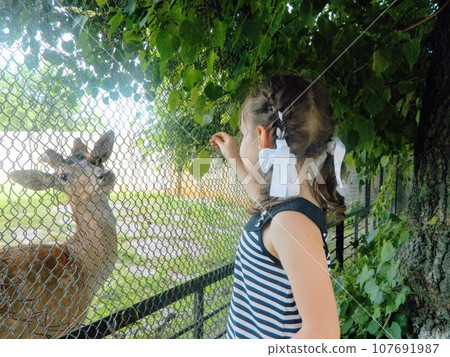 Close-up of a Little Fawn. Deer in the Cage. High quality photo Close-up of a Little Fawn. Deer in the Cage. High quality photo 107691987
