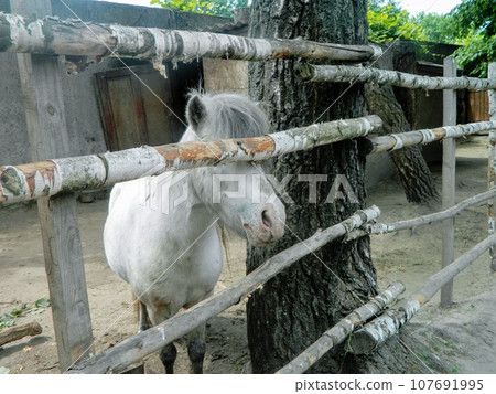 The horse behind the fence is bored in the middle of early autumn. High quality photo 107691995