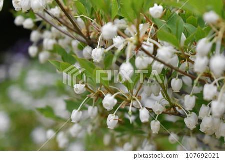Daeda Dunziae Daeda Dunziae 107692021