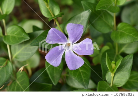 長春花 長春花 107692022