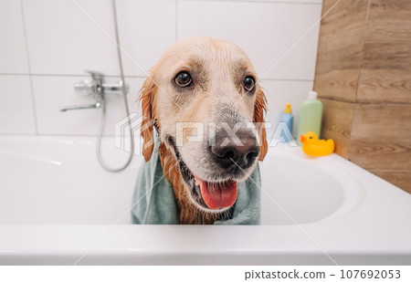 Golden retriever dog taking bath Golden retriever dog taking bath 107692053