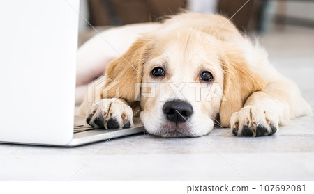 Cute dog near laptop Cute dog near laptop 107692081