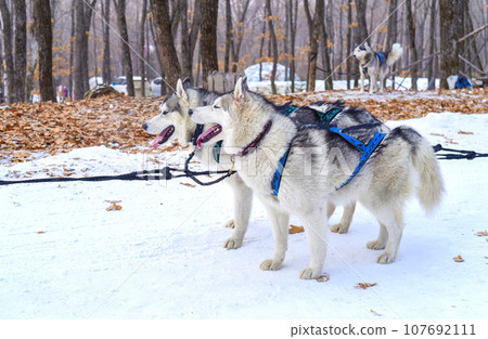 Young Siberian husky dogs preparing for sledding Young Siberian husky dogs preparing for sledding 107692111