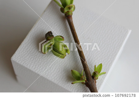 Twig with barely blossoming buds and green bud separately on a white gift case closeup stock photo 107692178