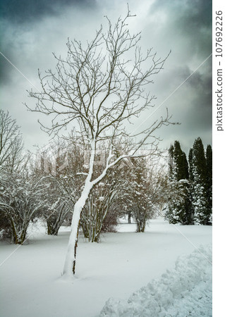 Snow-covered tree and bushes on a cloudy winter day 107692226