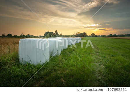 Silage bales on a green meadow, evening view 107692231