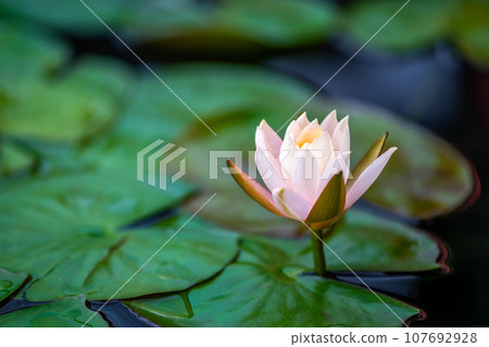 Lotus water lily flower in a pond close-up view in Daci Temple, Chengdu, Sichuan province, China Lotus water lily flower in a pond close-up view in Daci Temple, Chengdu, Sichuan province, China 107692928