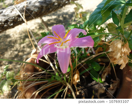 Zephyrinus flowers Zephyrinus flowers 107693107