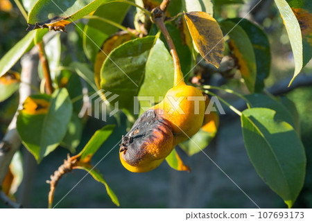 Rust on pear leaves. European pear rust is a fungal disease of pear trees. Rust on pear leaves. European pear rust is a fungal disease of pear trees. 107693173