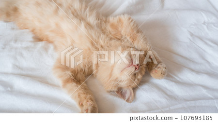 Ginger cat sleeps on his back on a soft white blanket, cozy home and vacation concept, cute red or ginger kitten 107693185