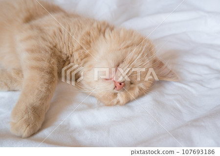 Close-up of a sleeping ginger kitten in bed. Red cat on a white blanket. Relaxing and happy morning 107693186