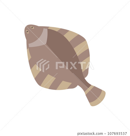 Flounder Illustration Flounder Illustration 107693537