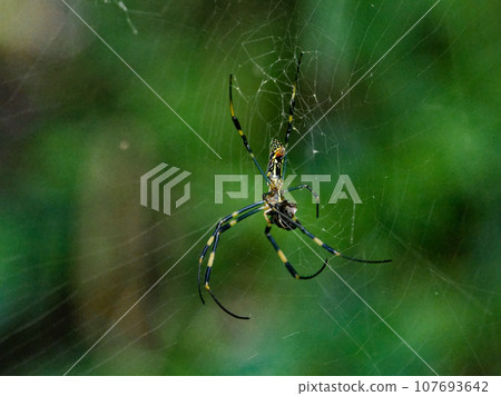 Predation of Joro spider♀ Predation of Joro spider♀ 107693642